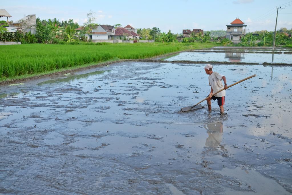 Pondok Ayu Soca Ubud  Luaran gambar